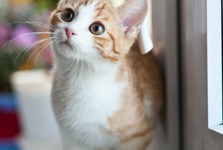 Jak poděbradský spolek Catky pomáhá opuštěným kočkám a proč apeluje na kastrace? Jak poděbradský spolek Catky pomáhá opuštěným kočkám a proč apeluje na kastrace?